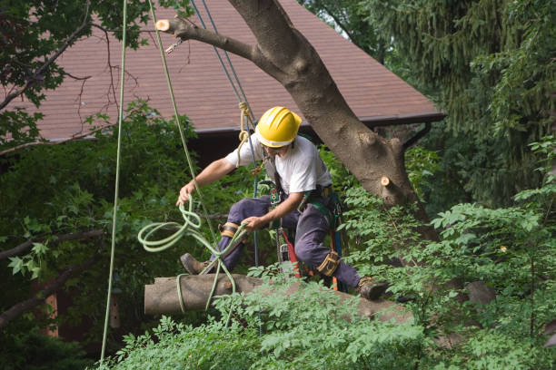 Best Tree Preservation Services  in USA